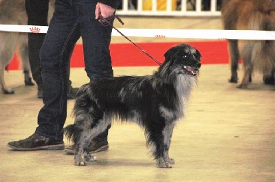 de la Patonnière - BONNE PRESTATION  DE LA PATONNIERE  AU PARIS DOG SHOW