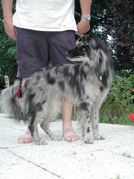 Argo bleu de la Patonnière