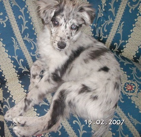 Barbie bleue de la Patonnière