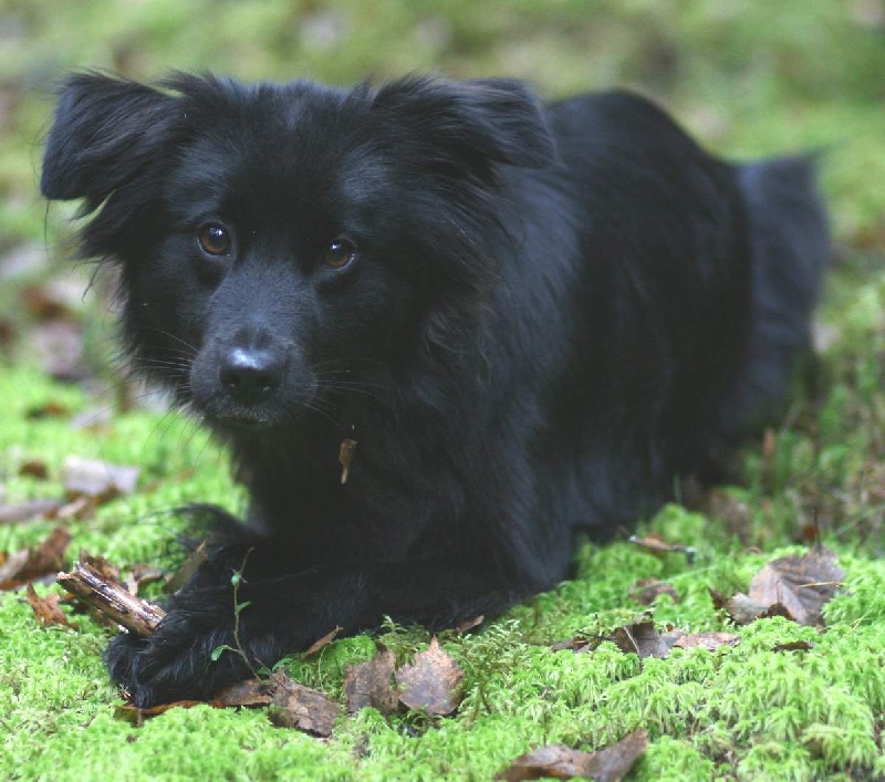 Bagheera dite elsa de la Patonnière