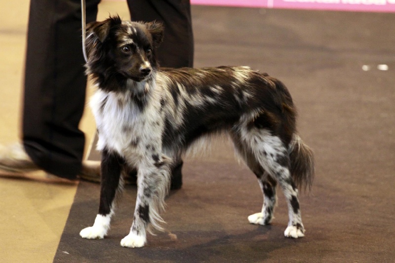 Gemme bleue de la Patonnière