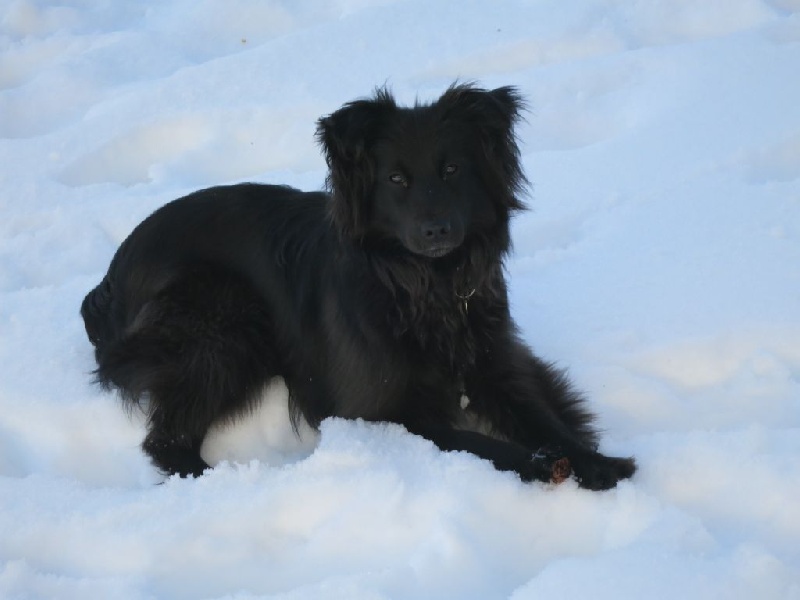 Jazzie brown de la patonnière de la Patonnière