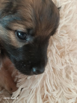 TAZ